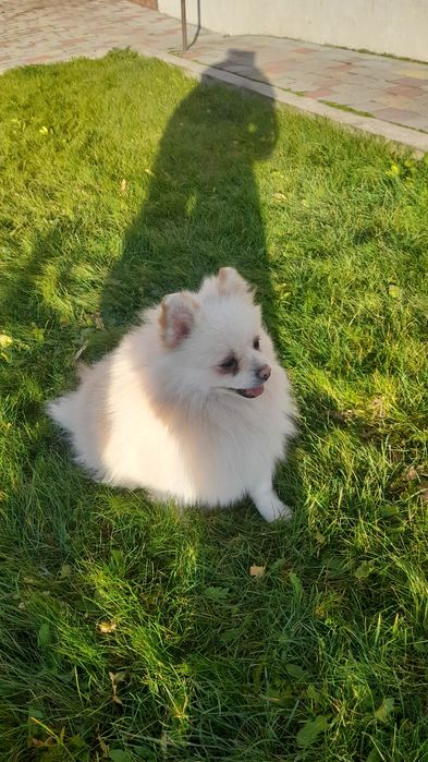 Померанські шпіци