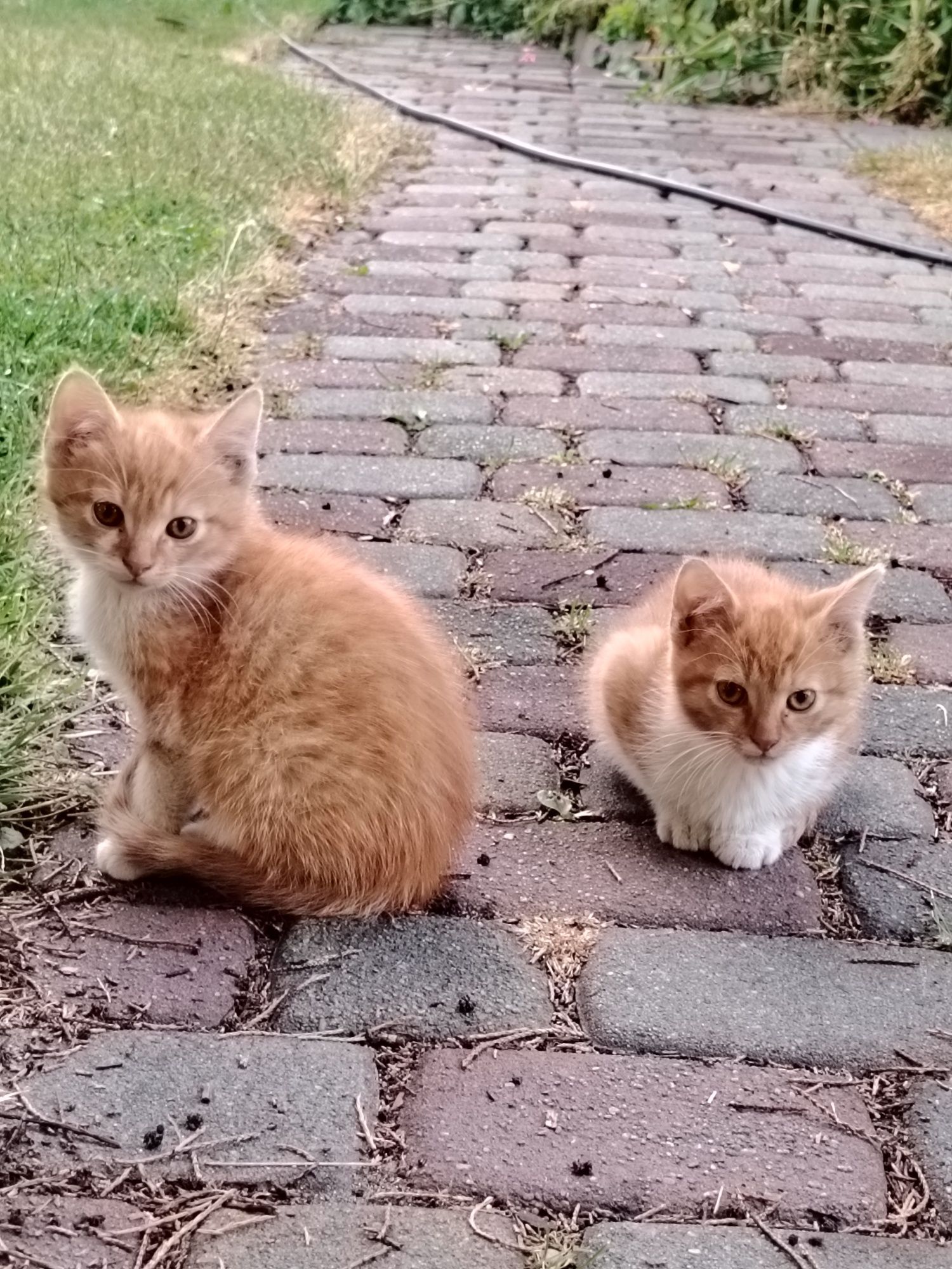 PILNE!! oddam kotki w dobre ręce