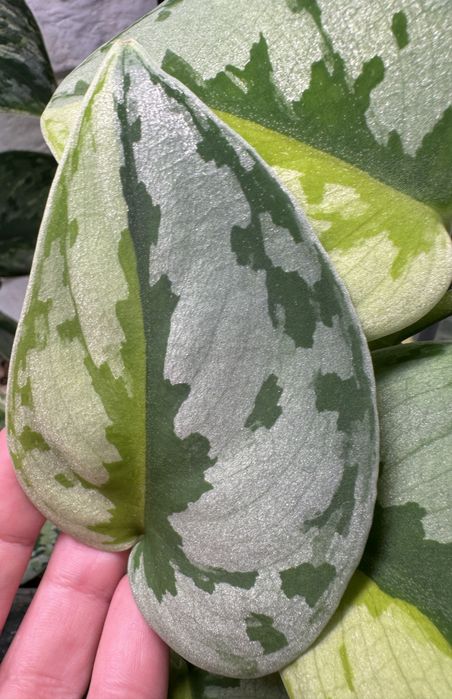 Scindapsus Yupa - pędówka