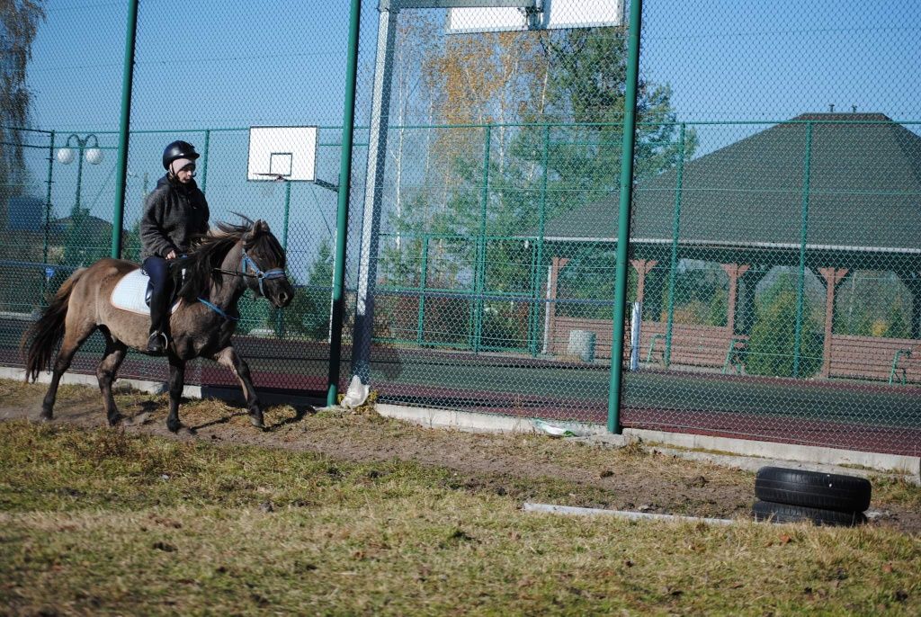 Sprzedam ogiera huculskiego