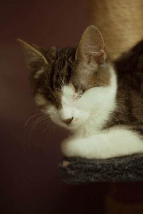 Niewidoma Calineczka – mała wojowniczka, która zawalczyła o życie