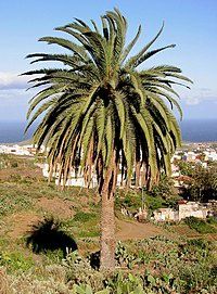 Sementes de palmeira das canarias