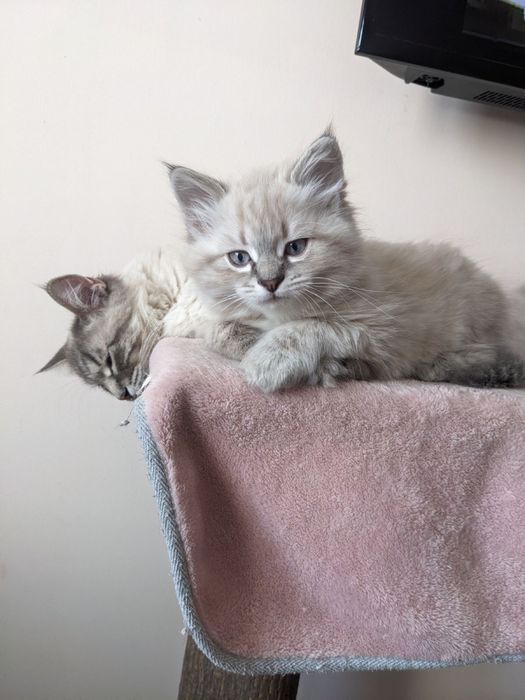 Продам красивых котят породы невская маскарадная