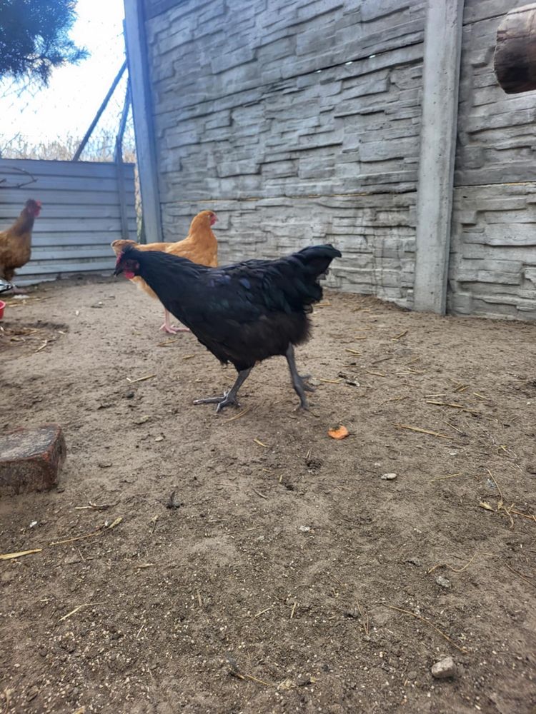 Sprzedam kogutki!!