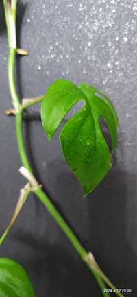 Monstera minima raphidophora tetrasperma