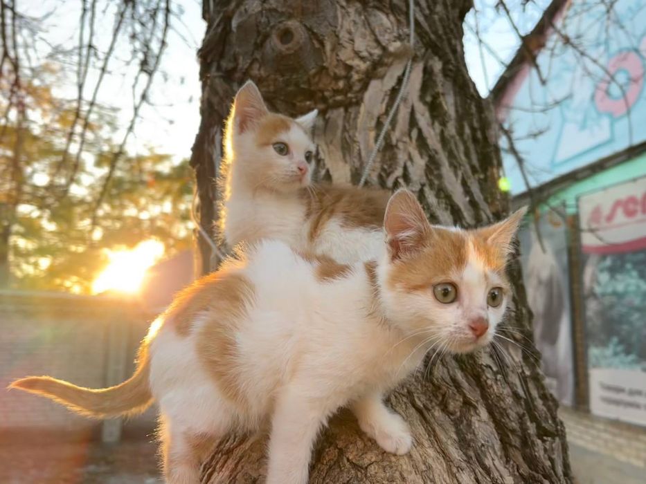 Котята в поисках дома
