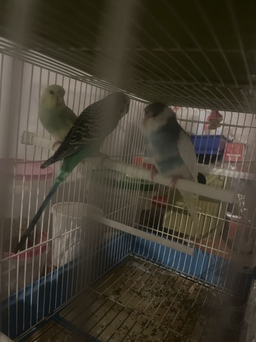 Aves para novo lar