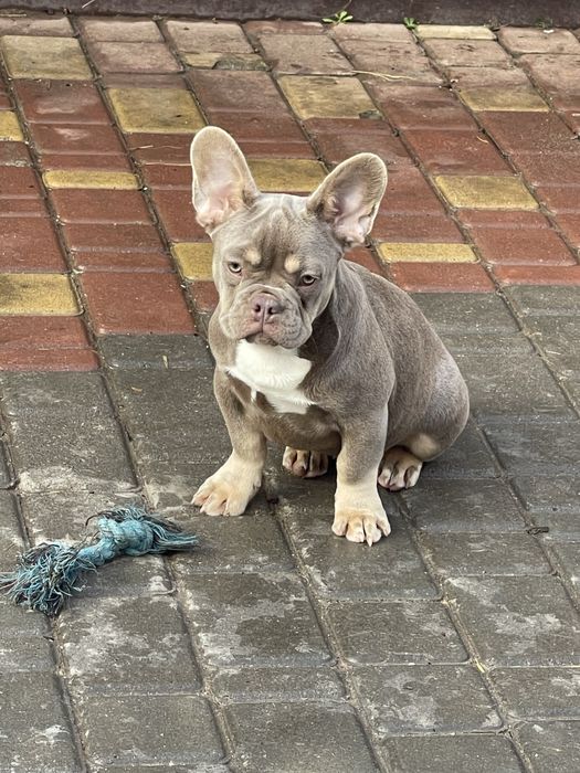 Француженка редкого окраса Изабелла тан флаффи и сасао носитель