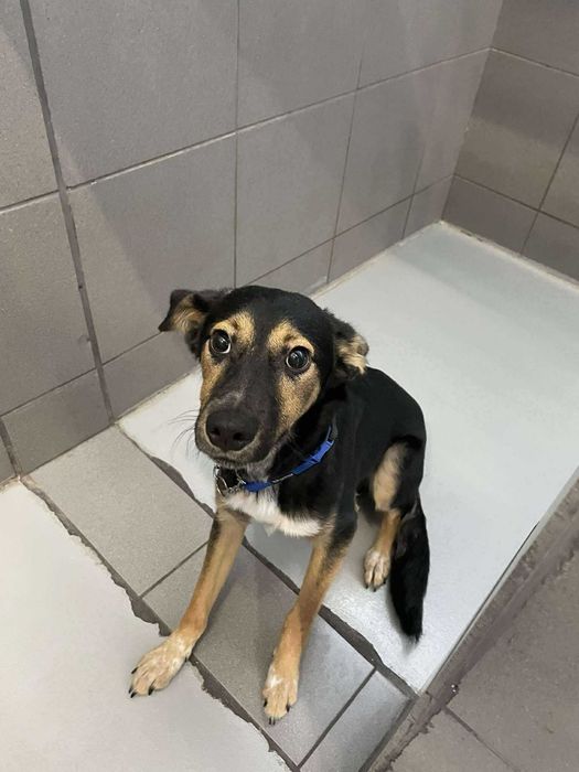 Bingo-Piesek szuka domu