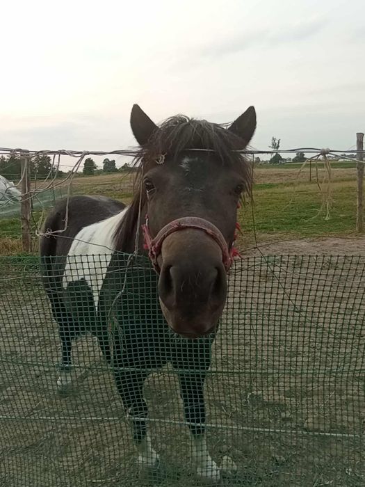 Kucyk piękny zadbany