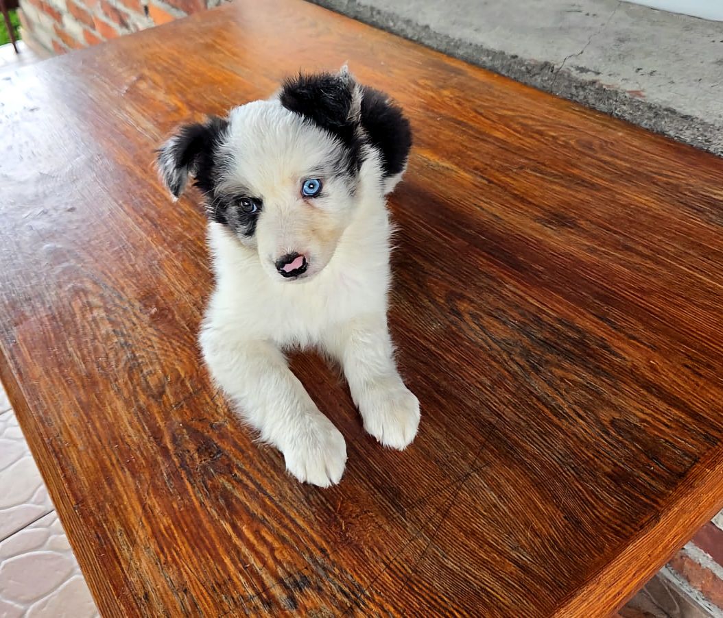 Suczka Border Collie