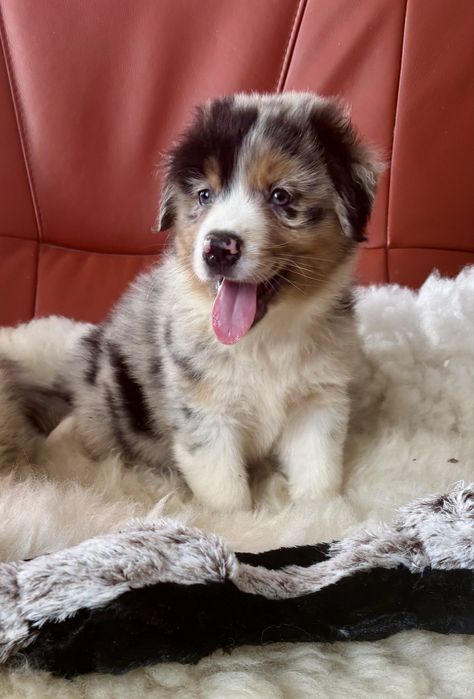 Owczarek australijski - suczka