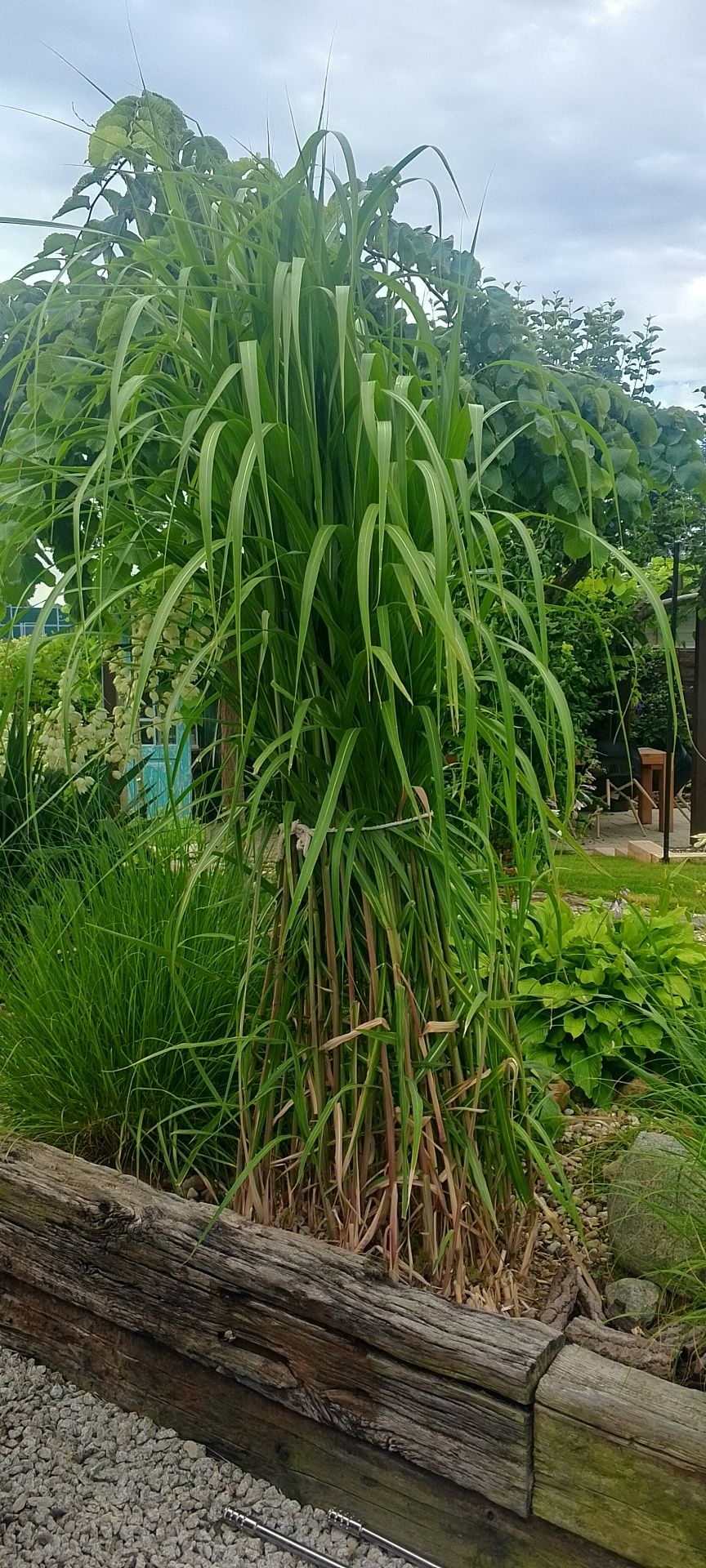 Trawa ogrodowa Gigant 3.5-4 metry
