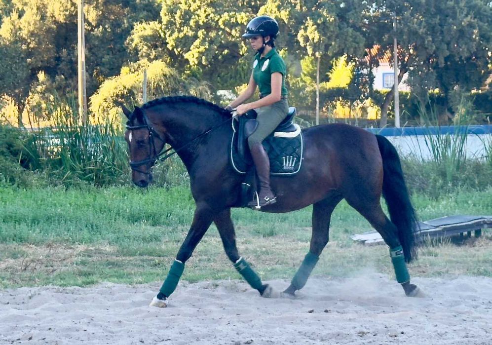 Puro-Sangue Lusitano Castanho Capado, Ideal para Passeio e Ensino