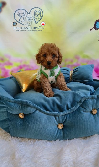 Cudowny chłopczyk Pudel Toy Red- rodzice przebadani genetycznie