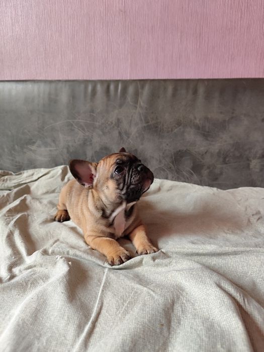 Buldog francuski suczka