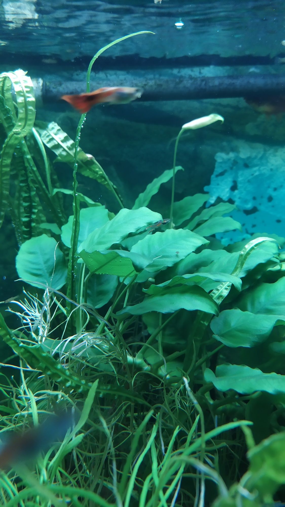Anubias barteri bez glonów
