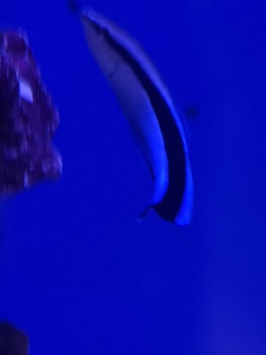 Labroides dimidiatus, akwarium morskie