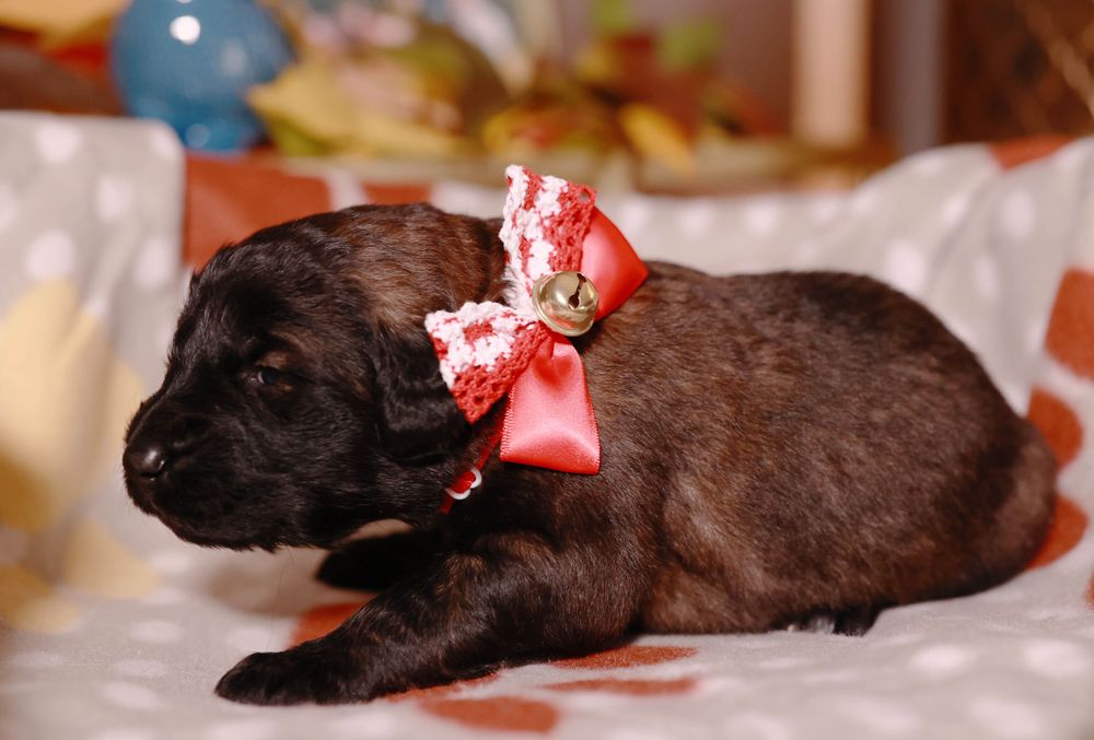 Cachorro, cães Serra da Estrela