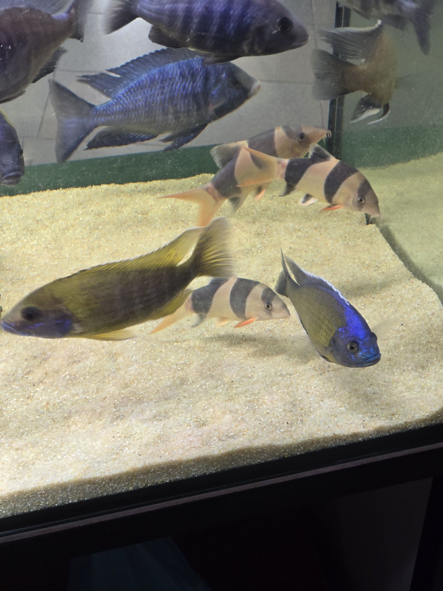 Copadichromis borleyi