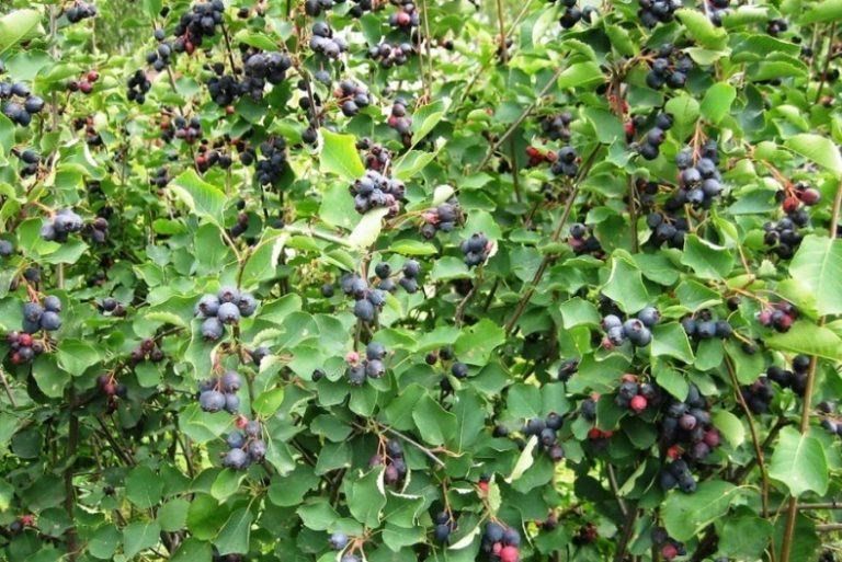 Ірга звичайна широколиста -канадська