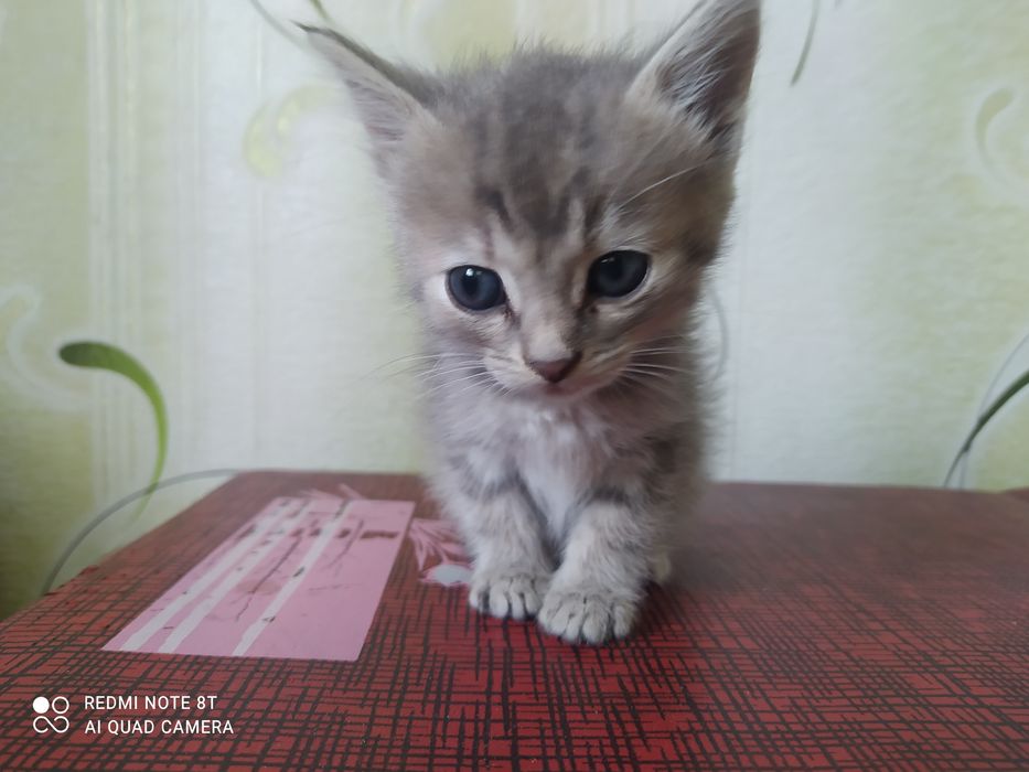 Кошечка серая полосатая