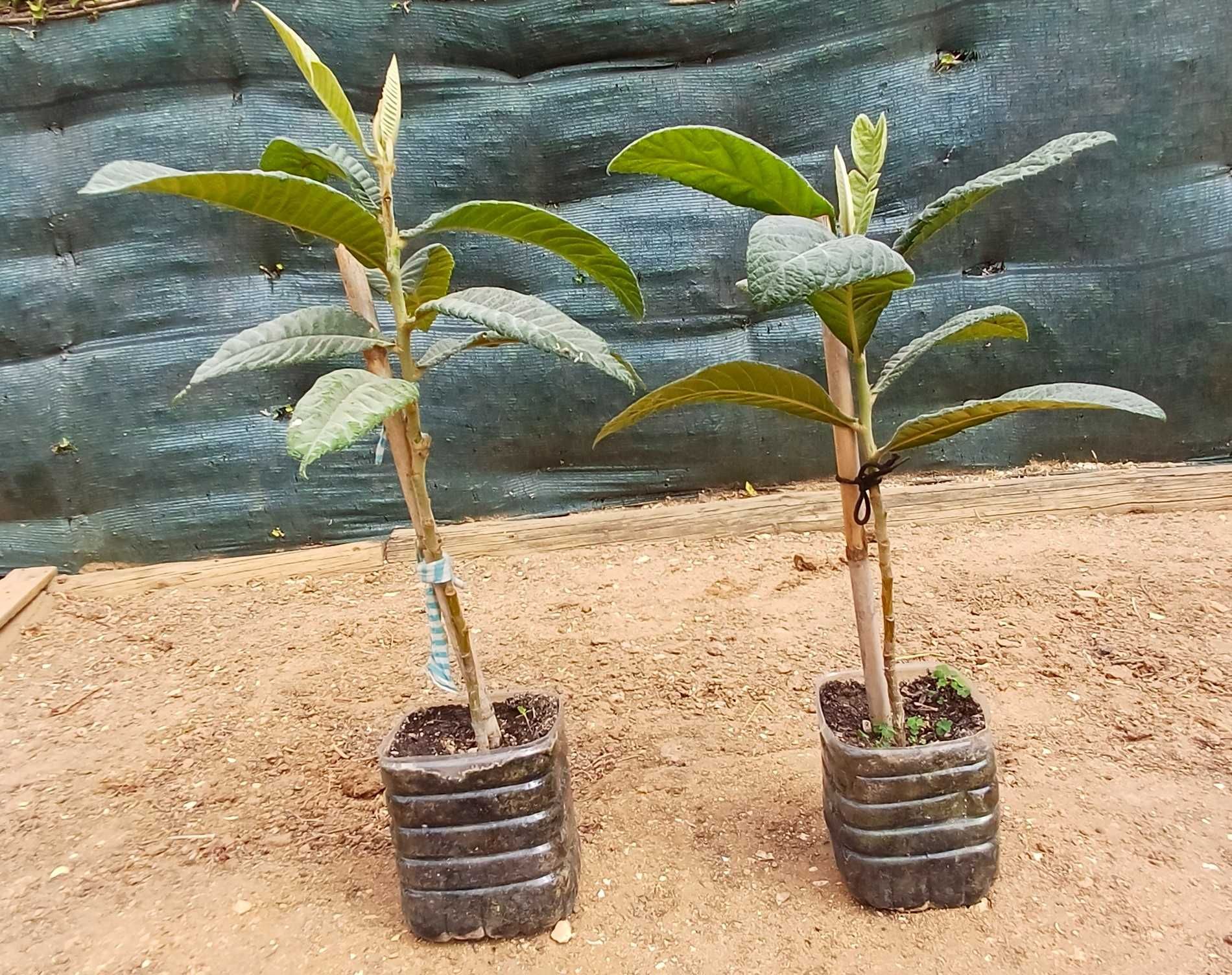 Árvore de Fruto Nespereiras