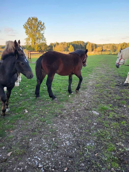 Koń, konie, źrebaki zimnokrwiste