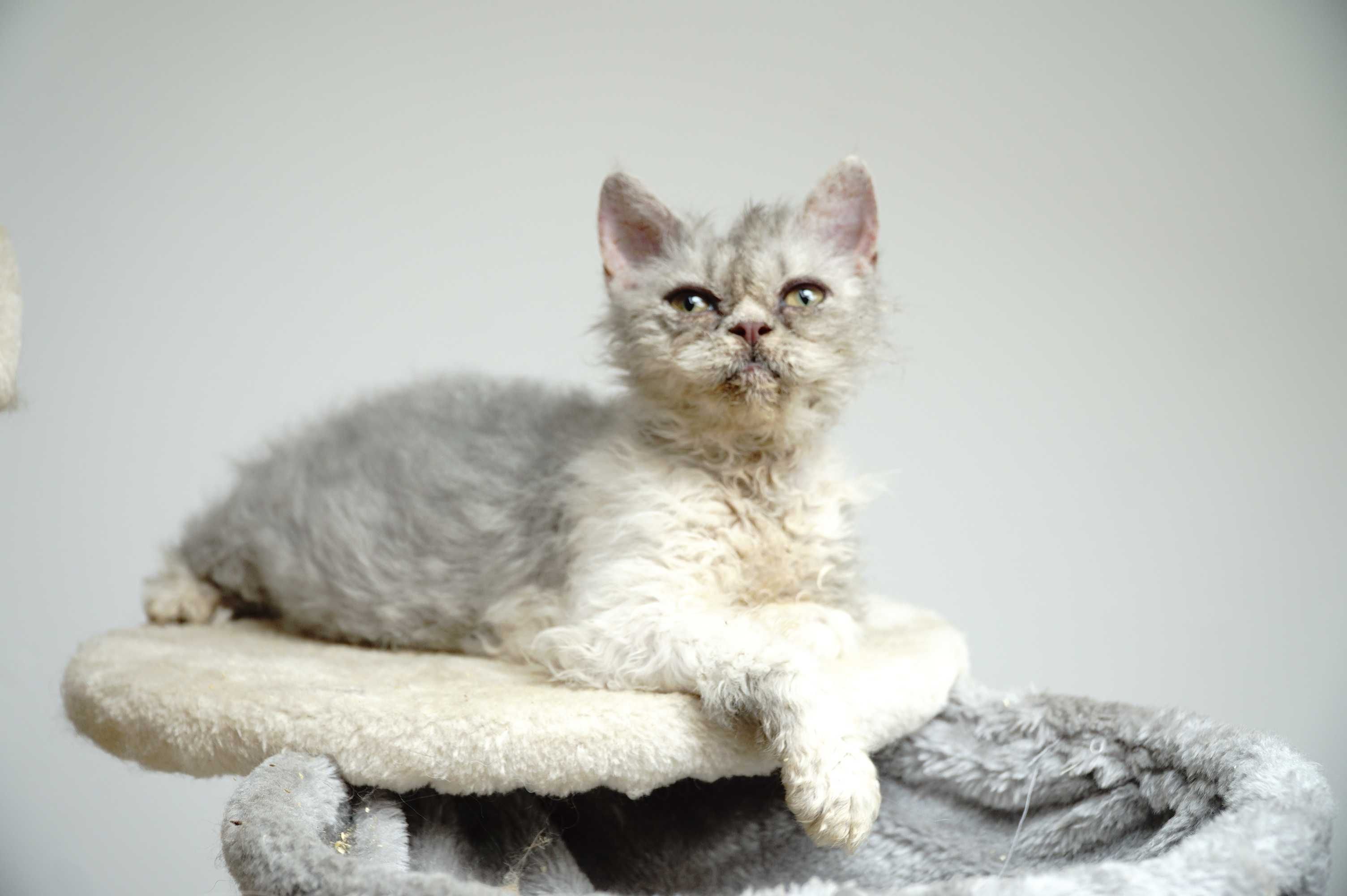 Daina Kotka Selkirk Rex