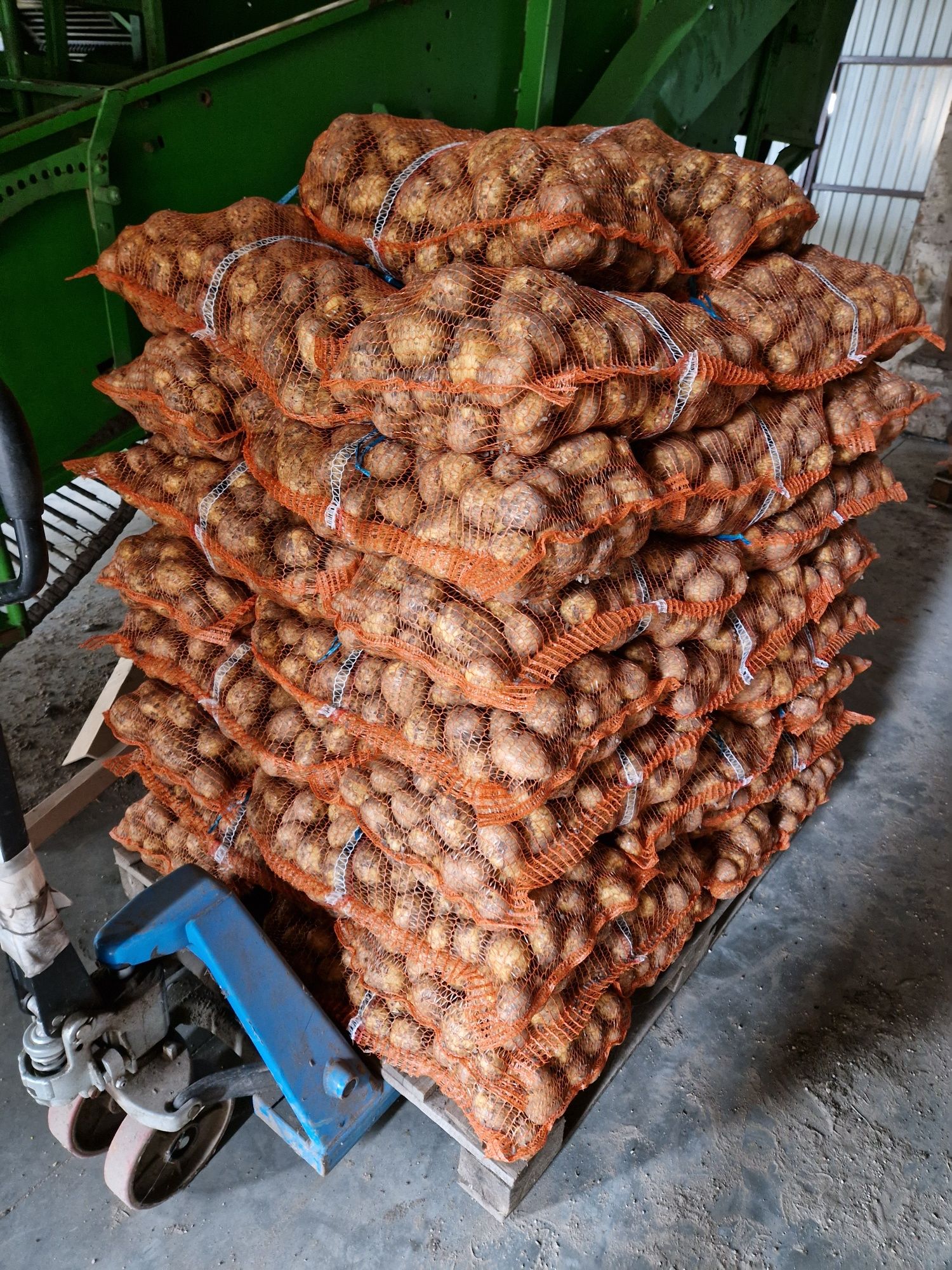 Ziemniaki duży HURT i DETAL odmiany Gala