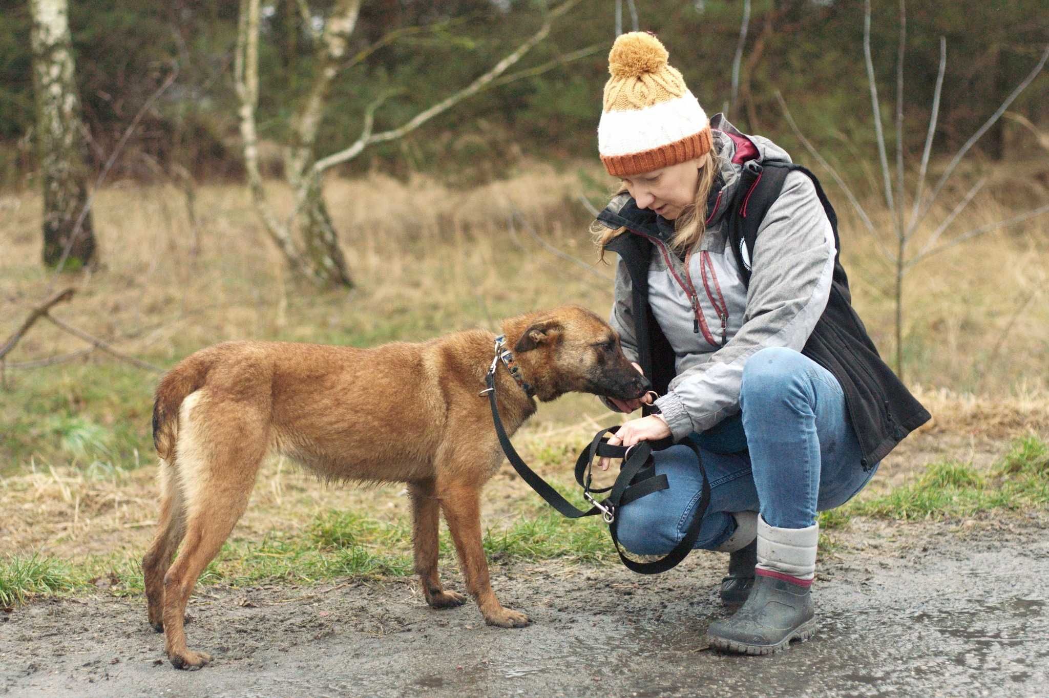 HERA - łagodna sunia w typie Owczarka belgijskiego/Malinois do adopcji