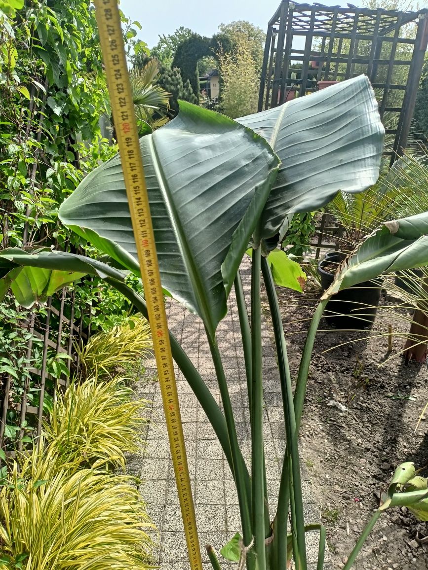 Strelicja regina opuncja Indica maureli papierus palma