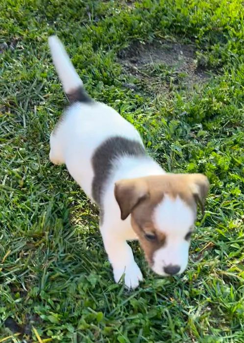 Sprzedam suczkę Jack russell terrier