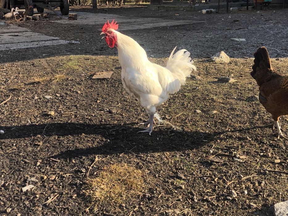 Kogut de bresse Cegłów