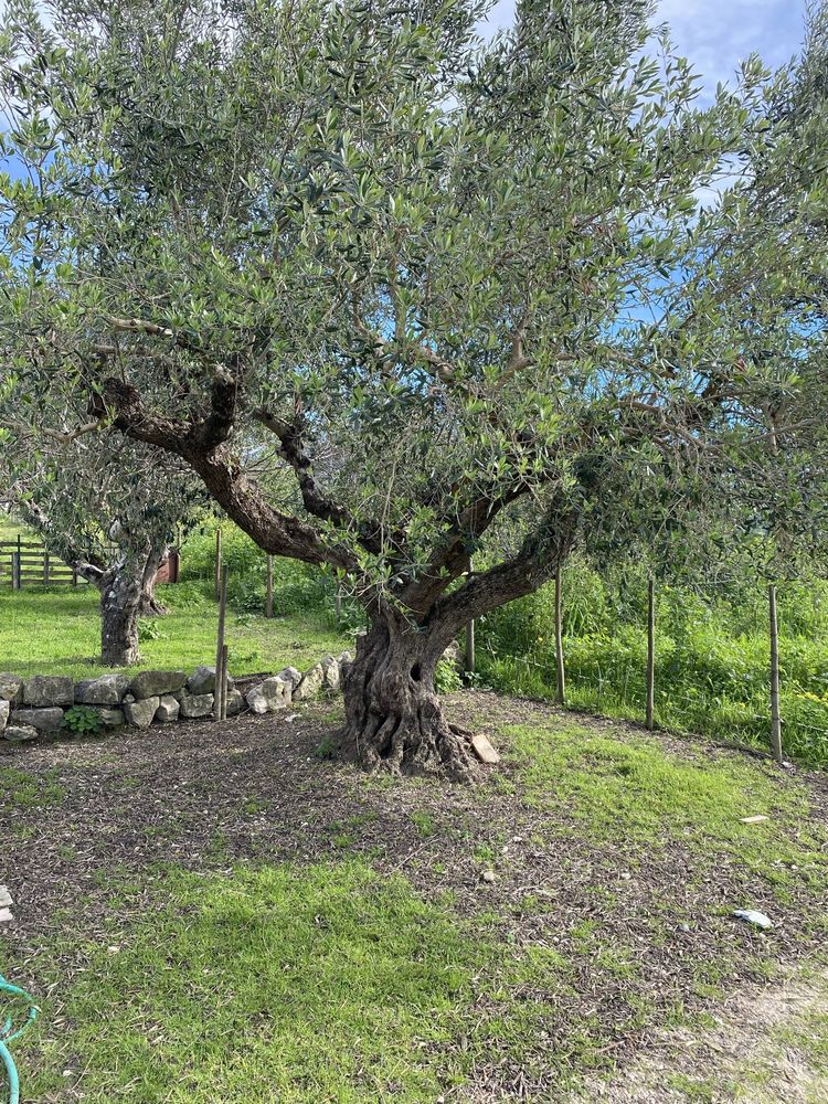 Oliveiras centenarias para transplantar