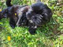 Witam. Piesk shih tzu szuka nowego domu jest już  gotowy na poznanie n