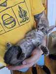 Кошеня Яся шукає родину, 2 міс