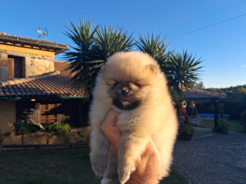 Spitz fêmea muito bonita com lop e afixo