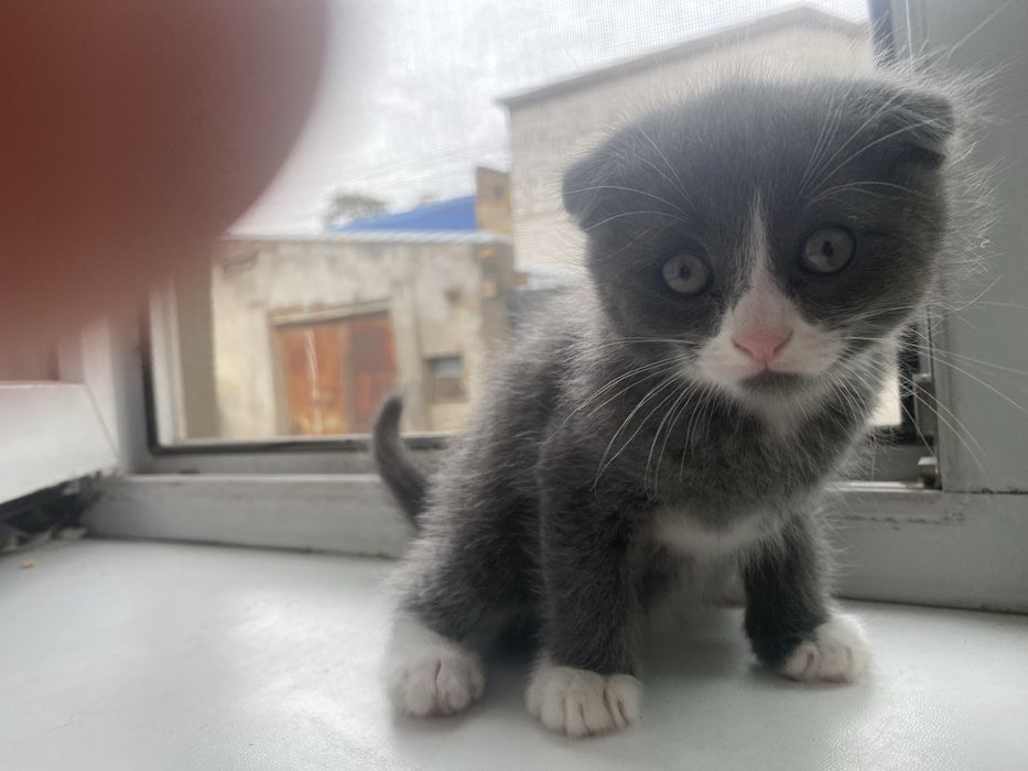 Британский вислоухий