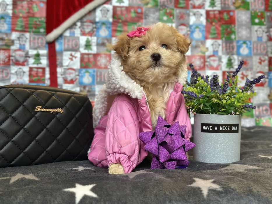 Мальтипу карамельні цуценята. Мальтіпушки