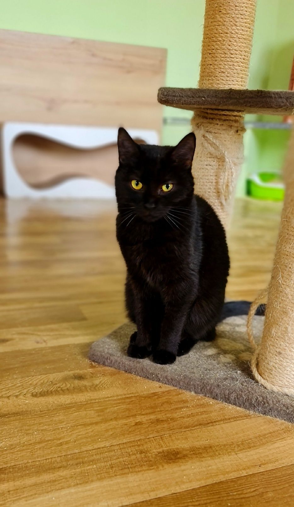 Черная кошка чорна киця