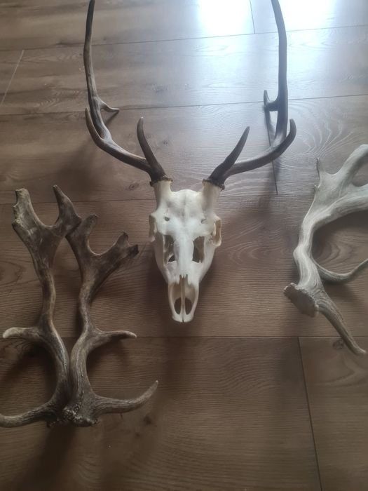 Poroża Daniels poroża