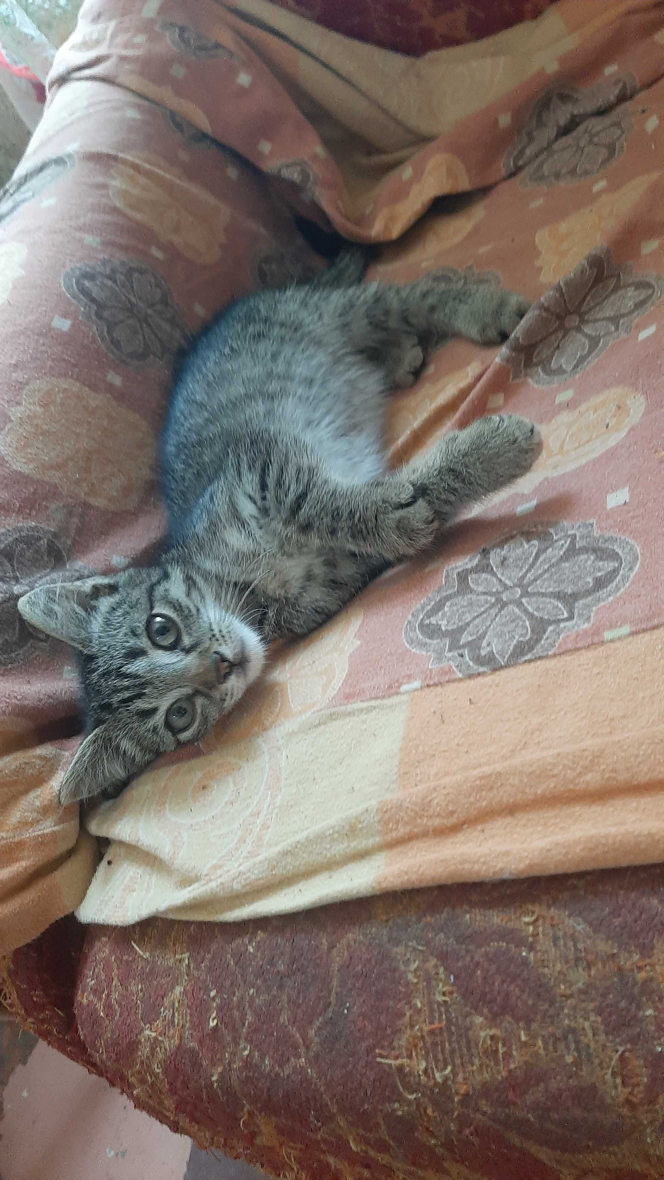 Віддам кошеня безкоштовно
