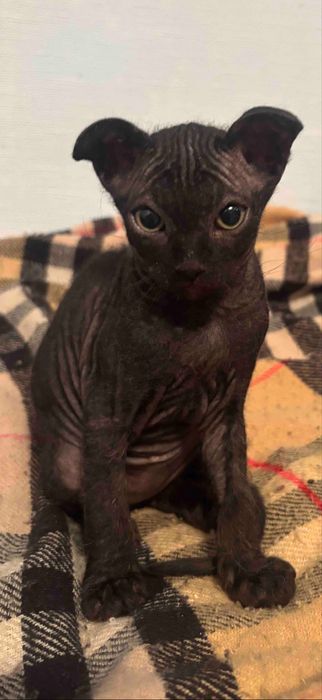 Коты Канадский Сфинкс