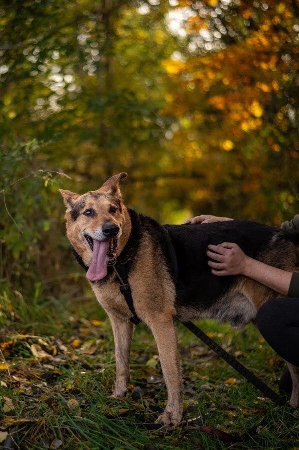 Bez szans na adopcje przez swoje gabarty? Super pies szuka domu.