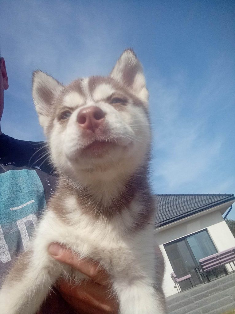 Szczeniak Husky Piwnooki do odbioru