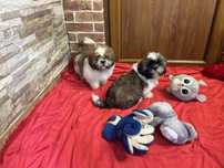 Shih-tzu szczeniak z rodowodem