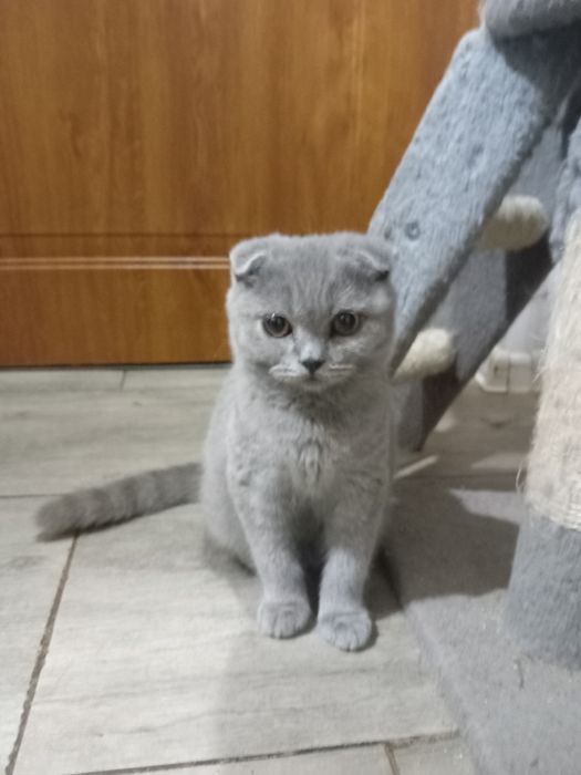 Kocurek szkocki fold