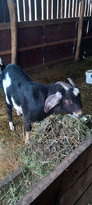 Продаю Англо-нубійський козлик