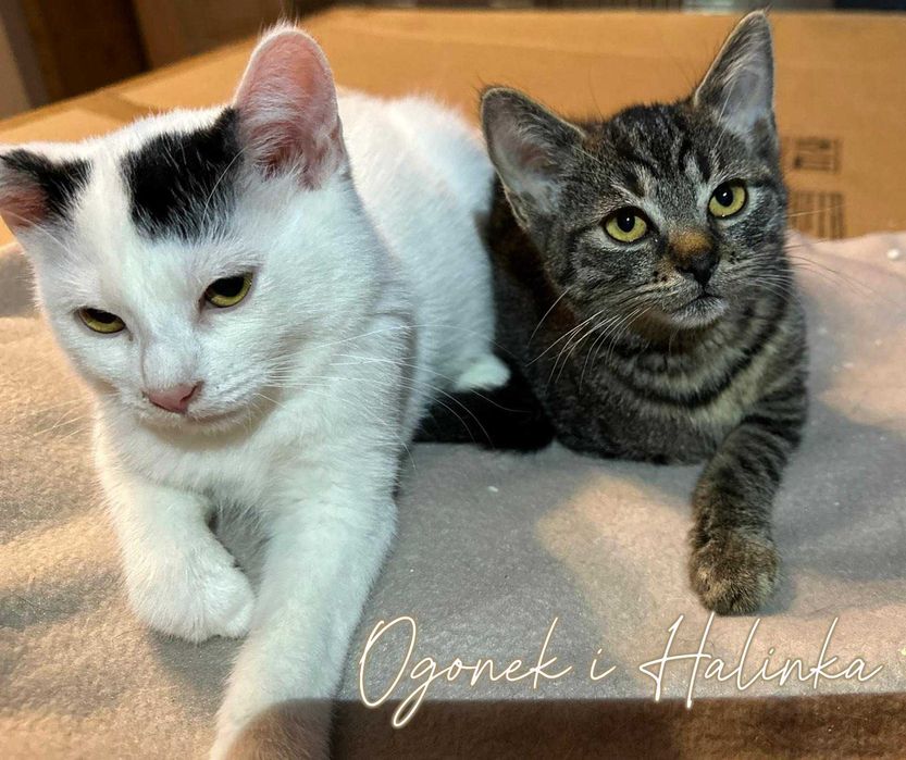 OGONEK, GRZYWECZKA i HALINKA – trójka kocich dzieci szuka domków
